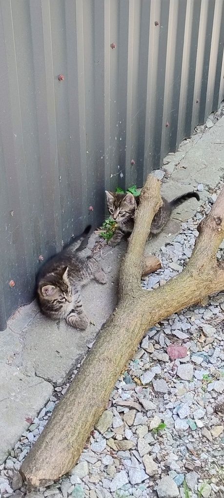 Kotki do adopcji