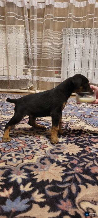 Продам щенков добермана