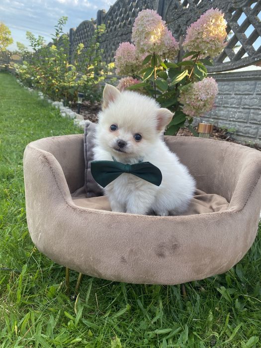Pomchi  Hybryda Szpic Miniaturowy Pomeranian  Chihuahua