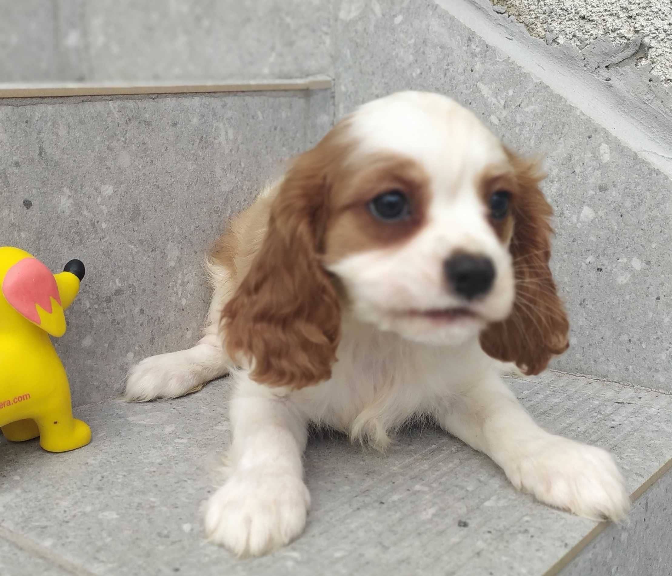 Piękna suczka rasy Cavalier King Charles Spaniel - rodowód ZHPR