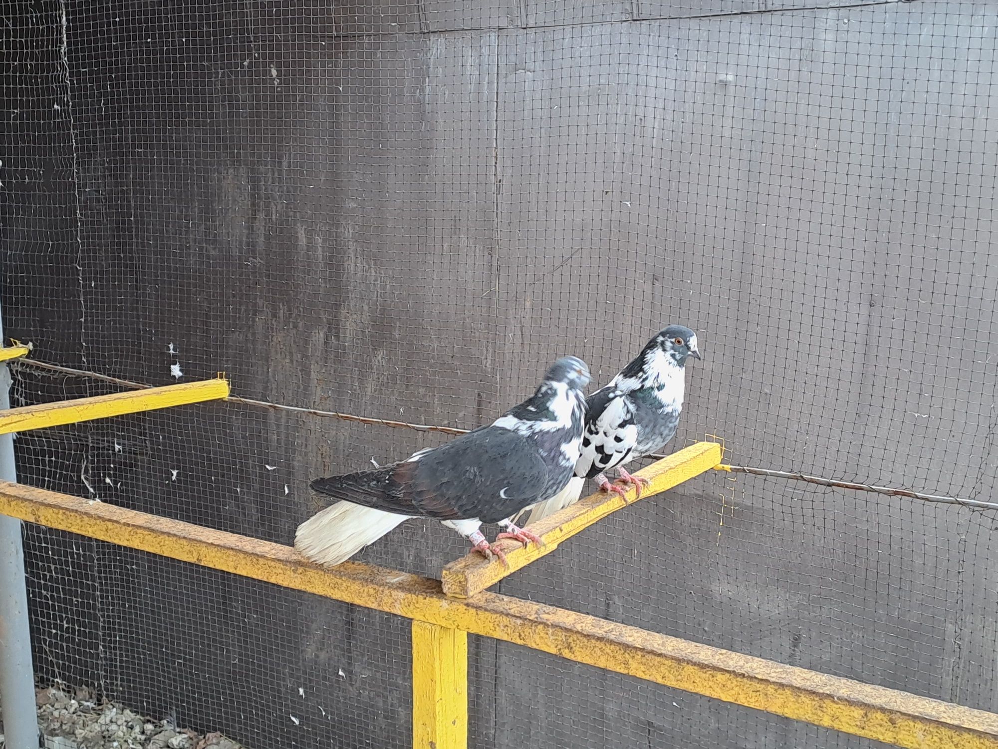 Миколаївські голуби