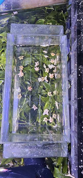 Asteriny 30szt. Dla krewetek lub do akwarium