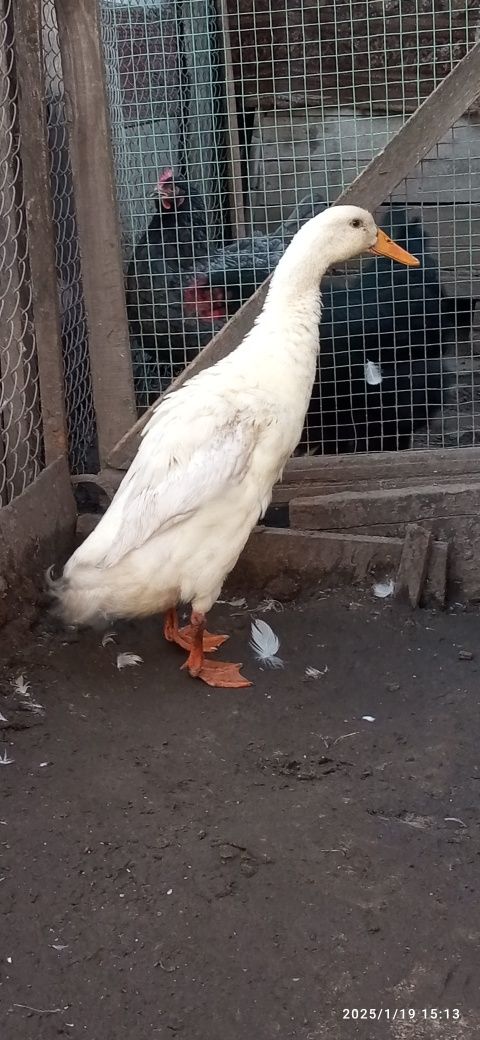 Продаж курей і качок.