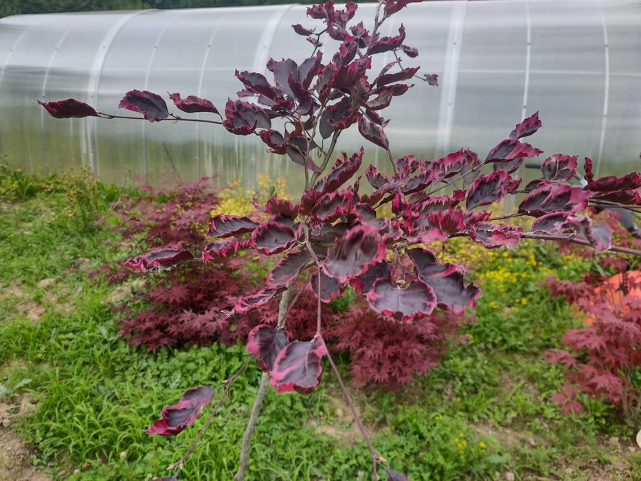 Wiśnia Japońska Kiku Shidare,  Amonagawa XXL