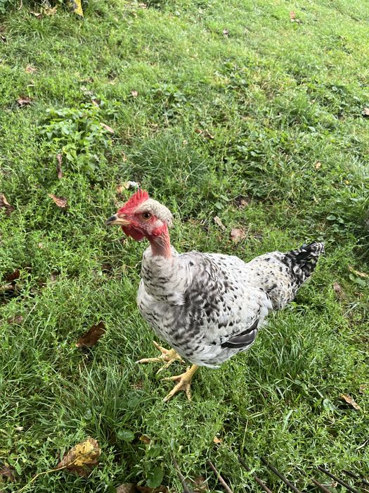 Кури голі шийки, продамо півня або пару