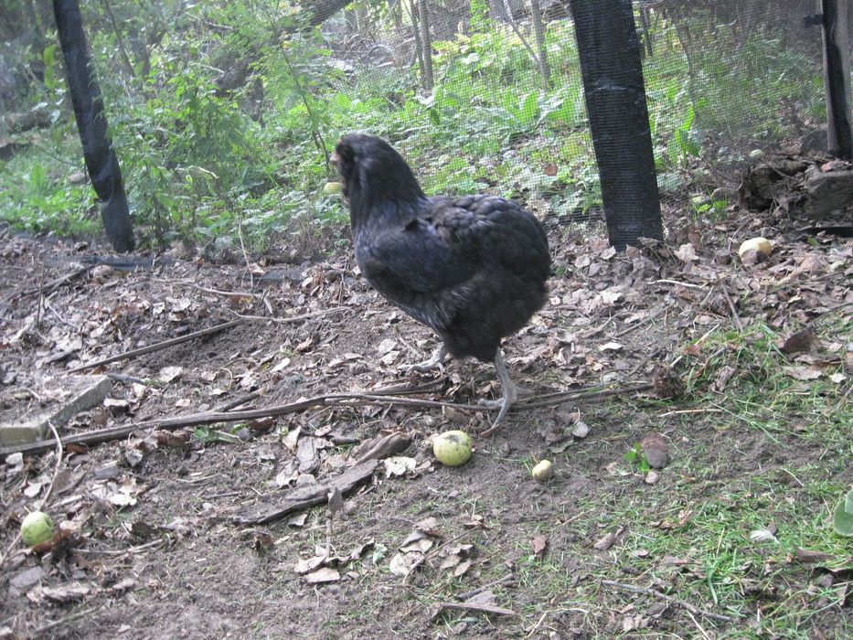 Kury ozdobne - Kogut i kurka araucana