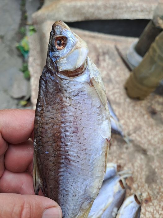 Продам тарань,  плотва  чищена