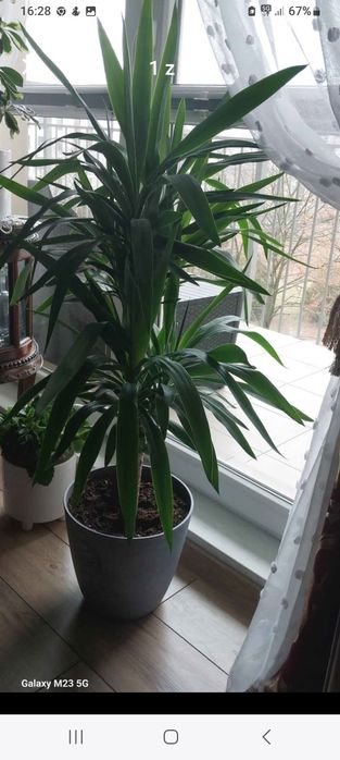 Jaka 125 cm w szarej donicy piekna,zdrowa,gesta!