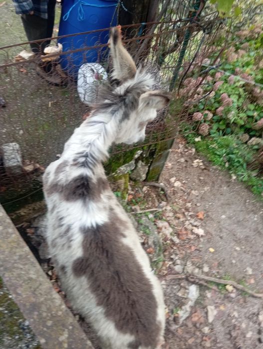 Vendo casal de burros