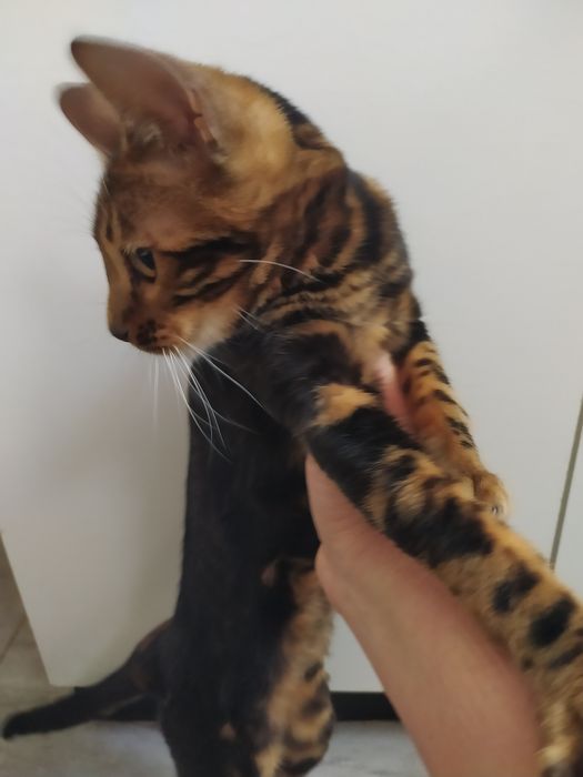 Бенгальская мраморная  кошечка Ben n 22