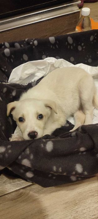 Маленька красуня блондинка