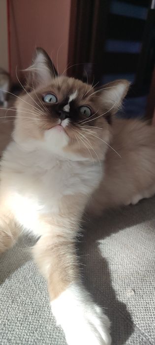 Ragdoll Cherubin Mink kotek rodowód  TICA