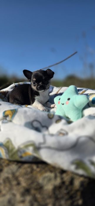 Chihuahua Fêmea Pêlo Curto