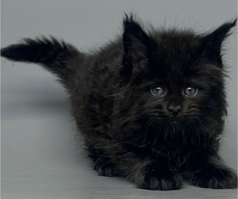 На продажу очаровательные девчонки мейн-кун с документами WCF