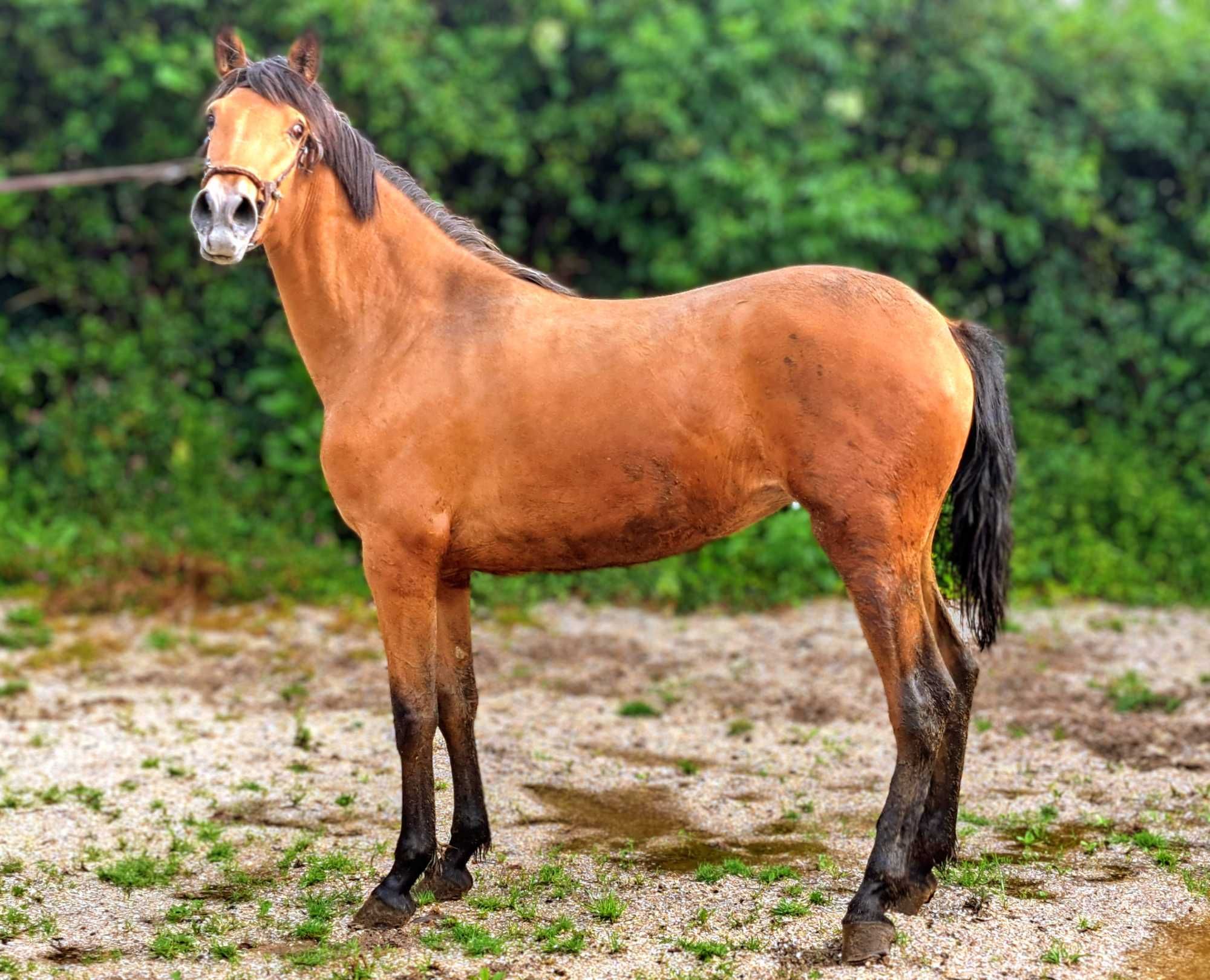 Poldra baia hispano- lusitana 18 meses