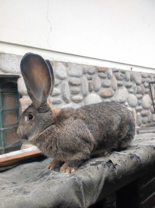 Samce Olbrzym Belgijski