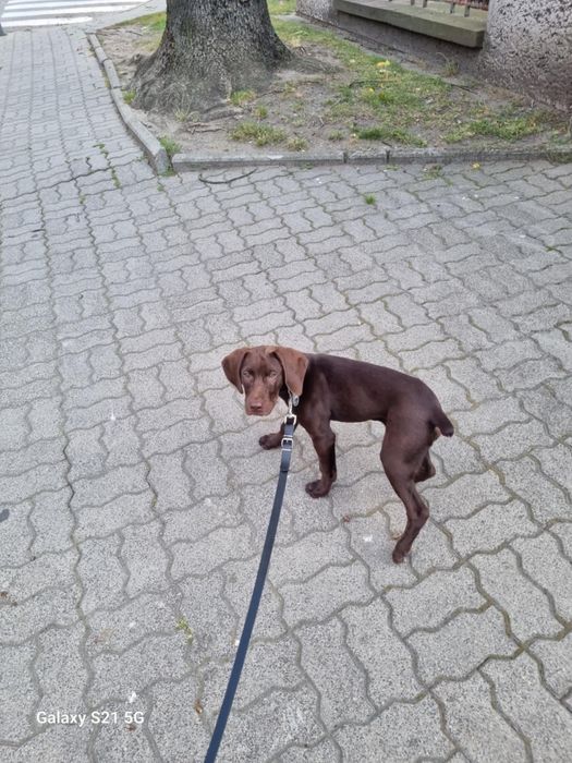 Do oddania uroczy piesek