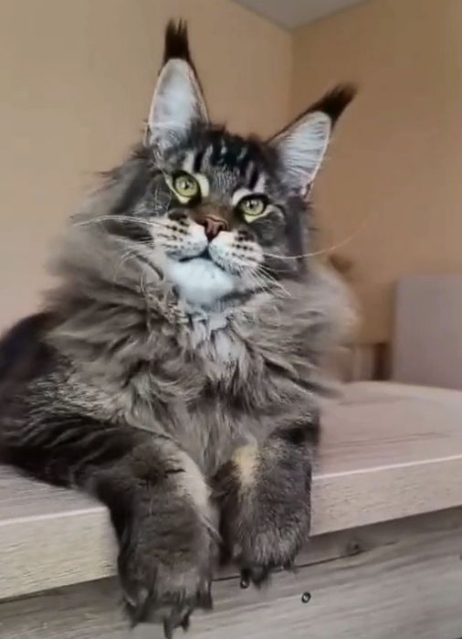 На продажу роскошные котята Мейнкун