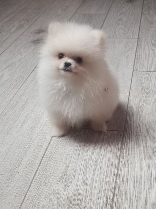 Pomeranian piesek