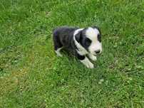 Szczeniak Border Collie