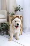 * Golden Retriever ZKwP/FCI *