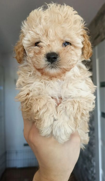 Розкішні Мальтипу Київ, є хлопчики і дівчатка. maltipoo Той Пудель