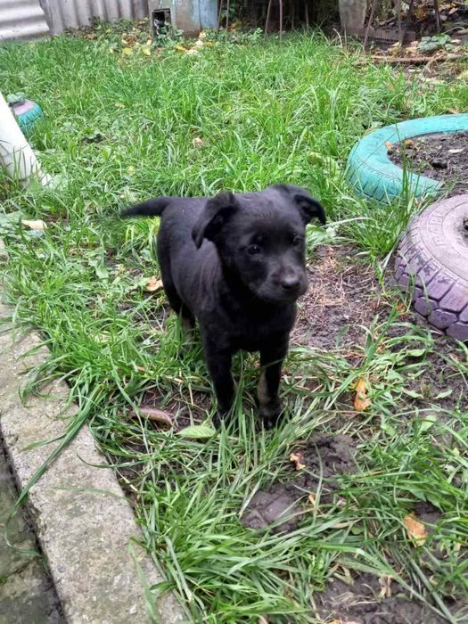 Віддамо цуценят в добрі руки.  Безкоштовно.

Цуценята грайливі, зовсім