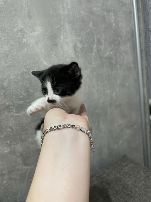 Віддамо кошенят у добрі руки