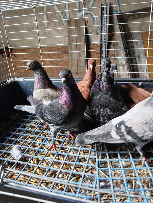 Gołębie ozdobne tiplery