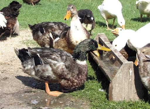 Sprzedam  kaczki
