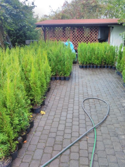 Tuja Szmaragd Thuja Smaragd 80-100 cm w donicy 3l zahartowana DOWOZIMY
