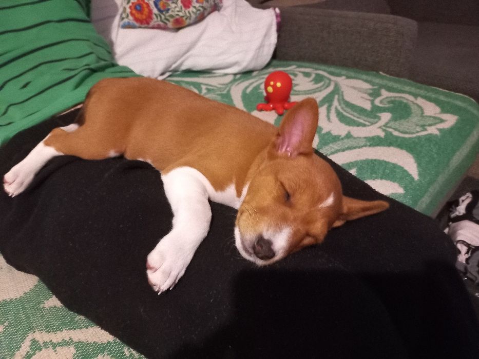 Basenji FCI/ZKwP suczka