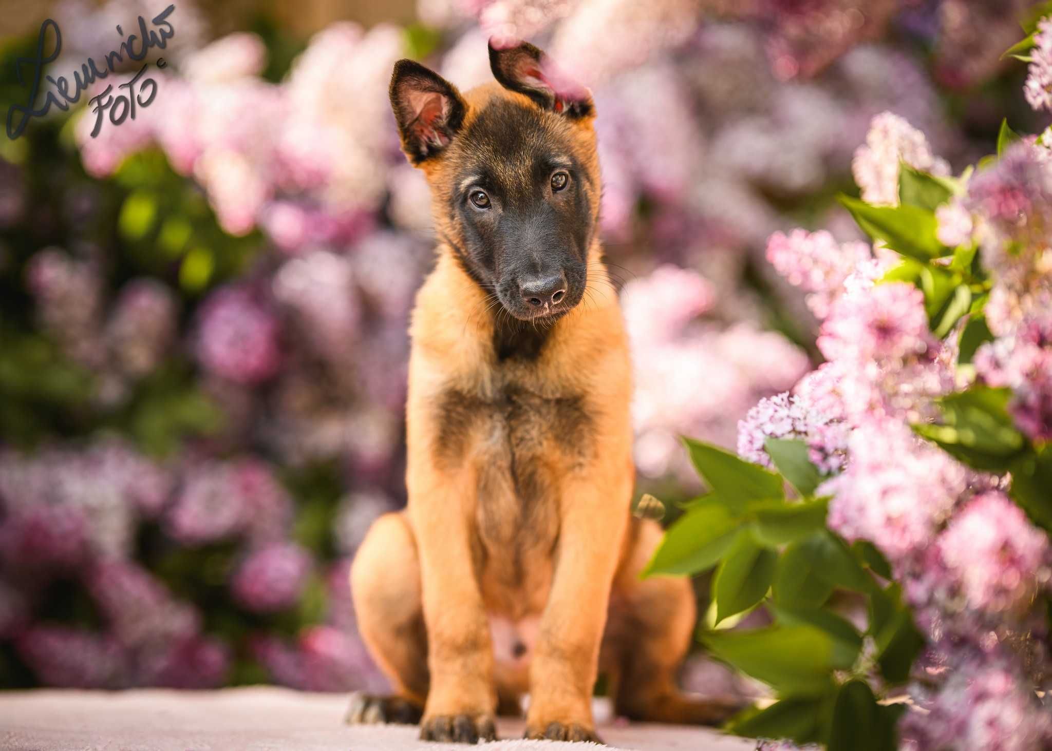 Owczarek Belgijski Malinois FCI