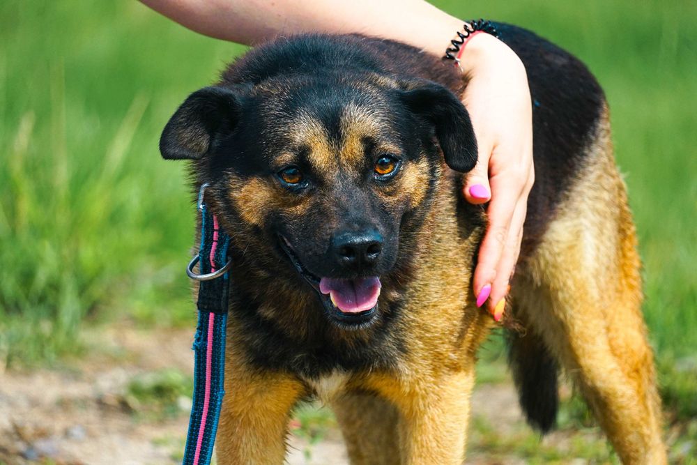 VIRGO - śliczny piesek szuka domu