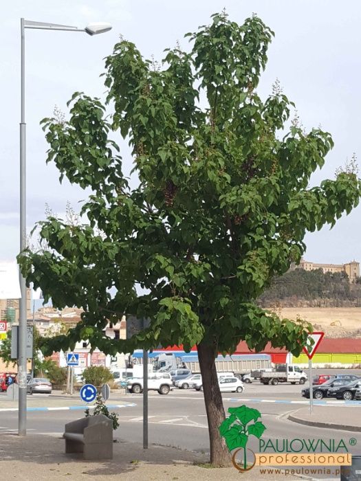 PAULOWNIA Elongata ÁRVORE para jardins, calçadas, avenidas, parques