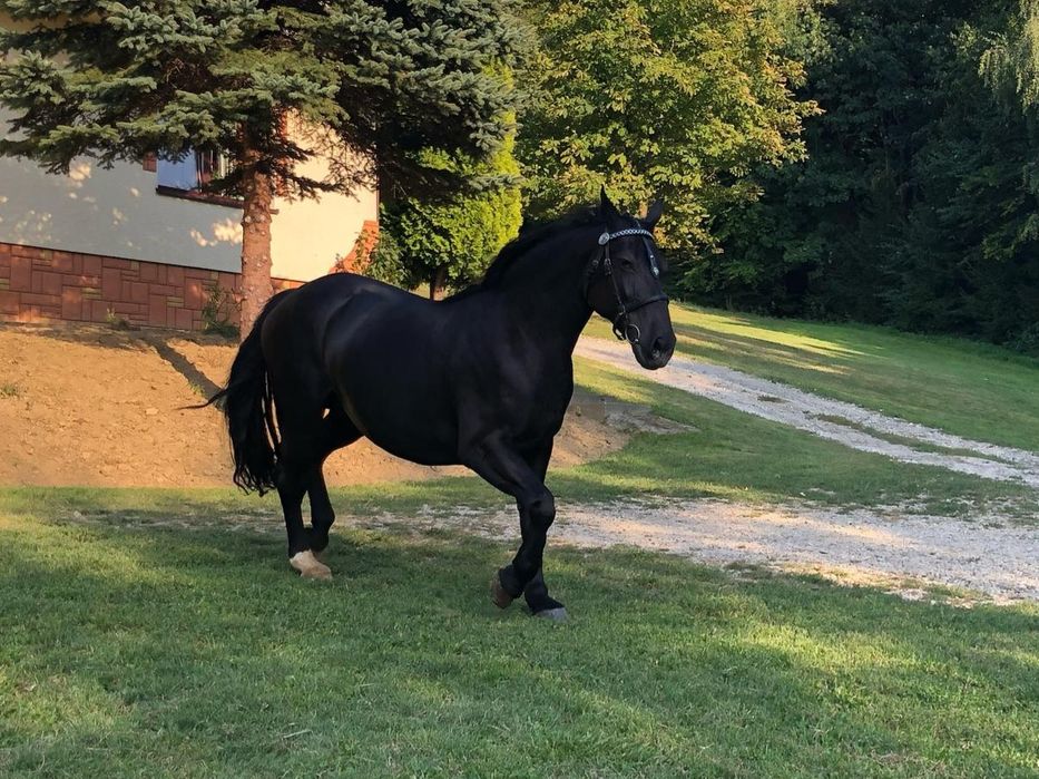 Sprzedam parę klaczy śląskich