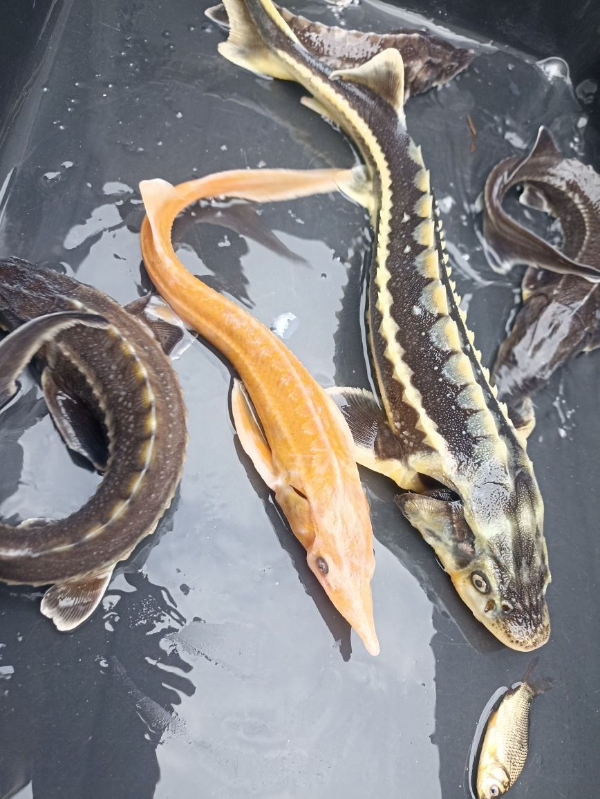 Karp ,Lin,Szczupak, Płoć narybek