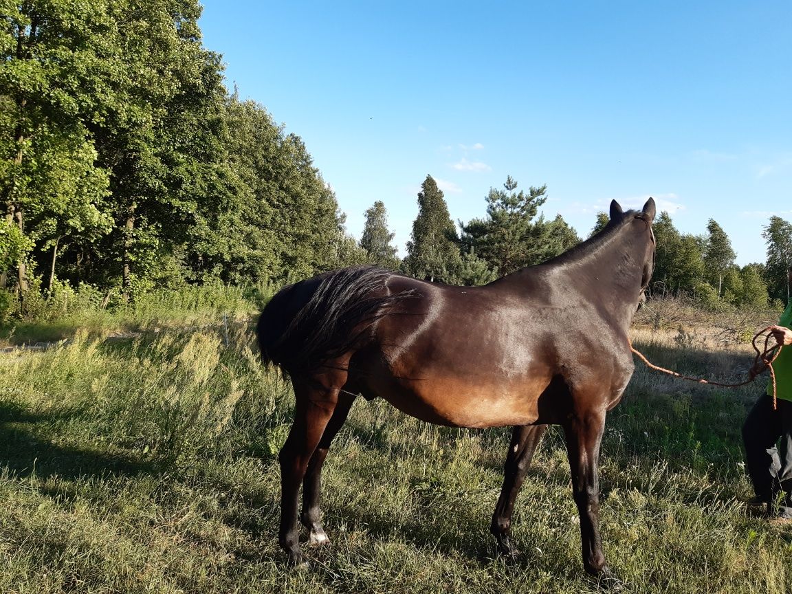 Sprzedam konia rasy Wielkopolski.