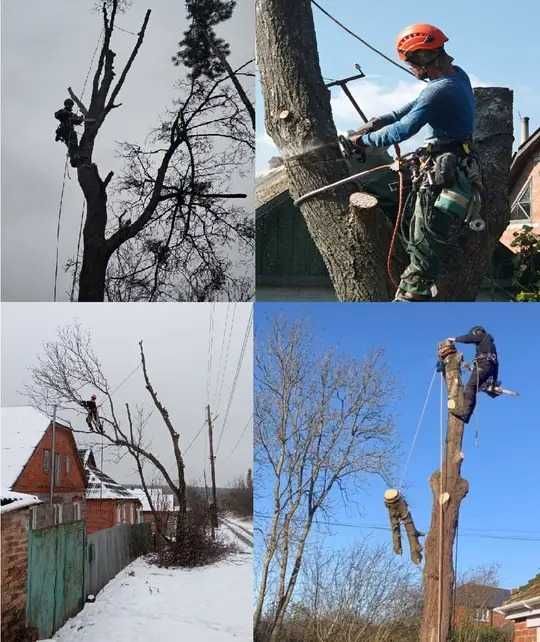 Зрізати дерево. Спиляти дерево. Обрізати дерево. Спиляти гілку