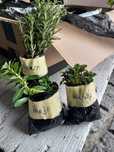 Aromáticas horta da casa