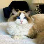Ragdoll Bicolor Kocur Płatna Adopcja