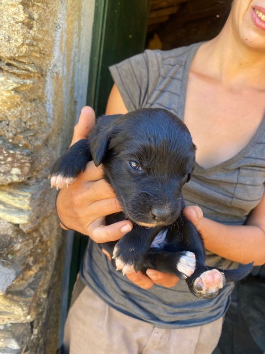 Cachorros à procura de um novo lar