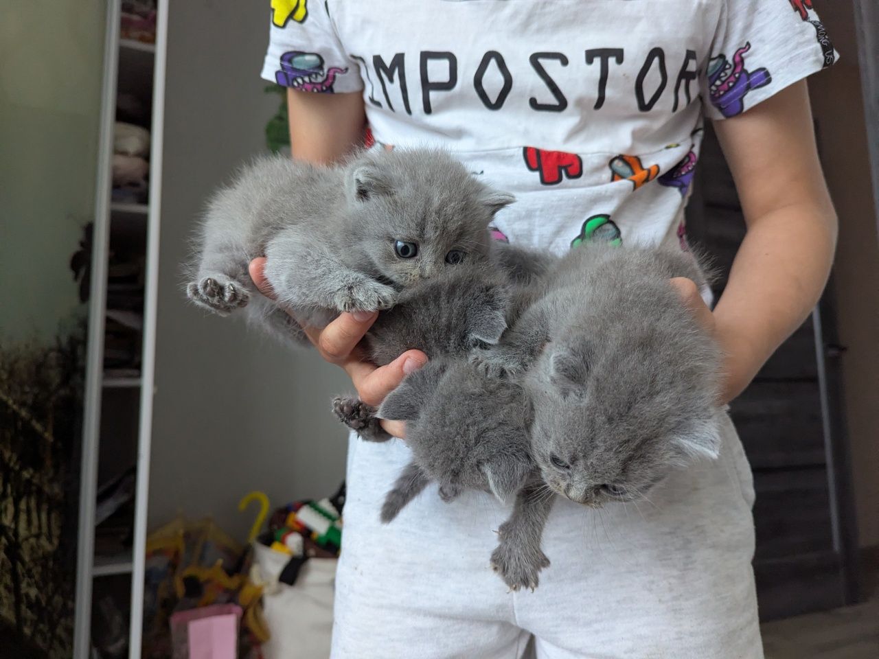 Чистокровні прямовухі британські котики, кошенята британці