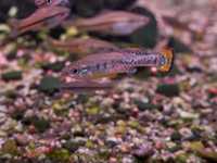 Ilyodon furcidens bardzo rzadka ryba żyworodna