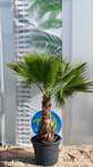 Washingtonia robusta – waszyngtonia wyniosła