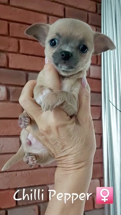 Krótkowłosa MINI suczka chihuahua PIĘKNA