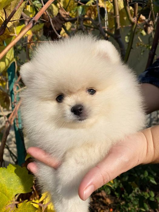 Малыш померанский шпиц