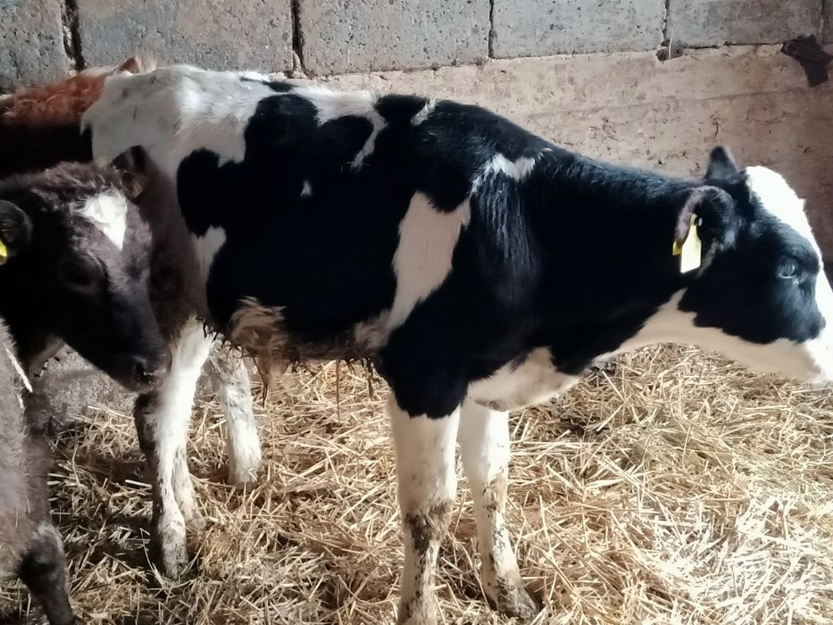 Sprzedam 2 jałoszki i 3 byczki