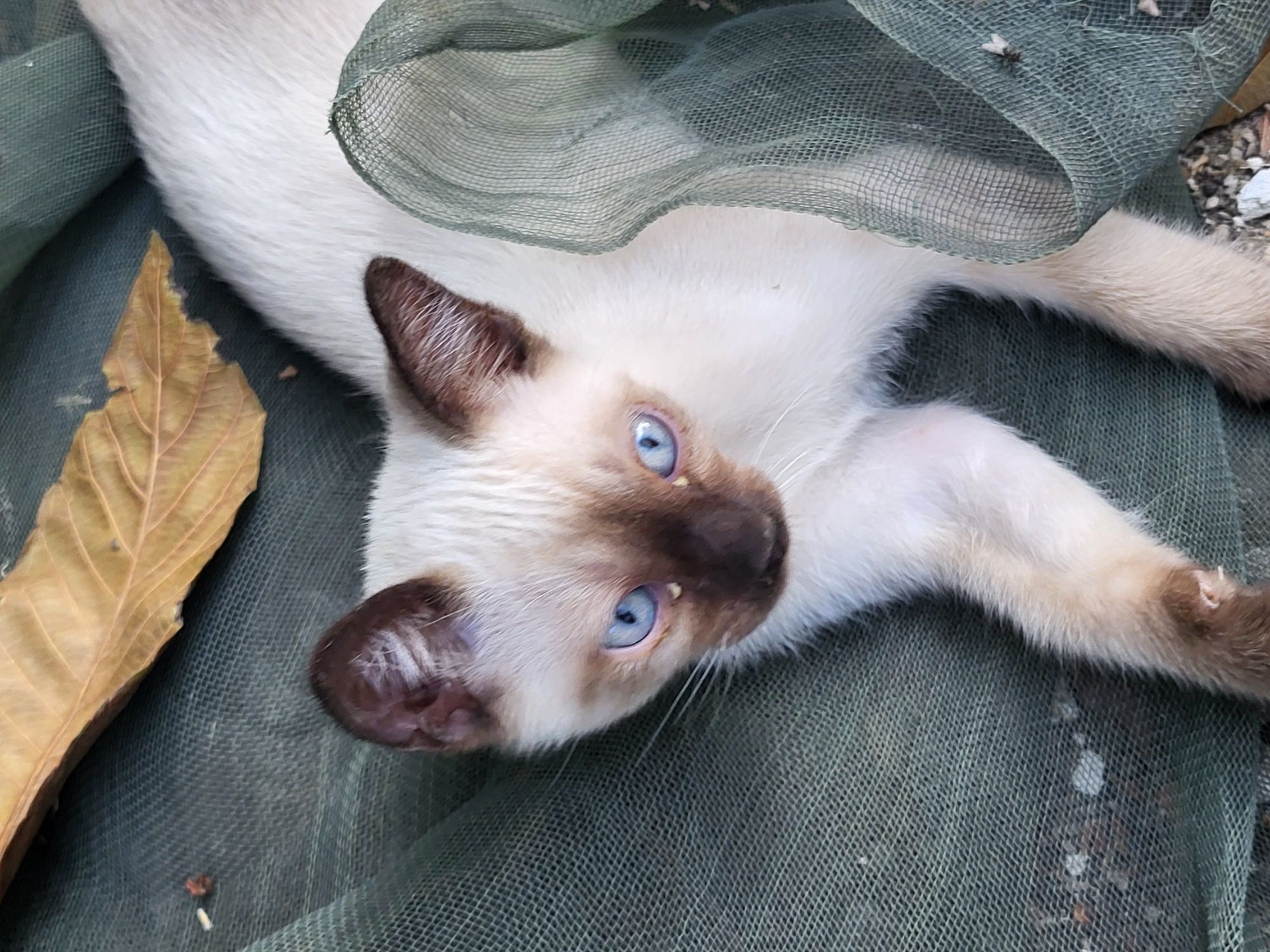 Gatos para adoção