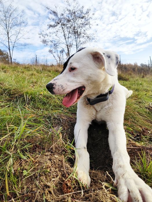 Set szuka fajnego domu